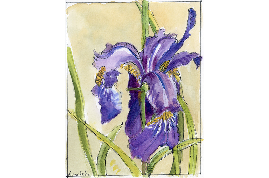 Annette Gurdo, Blue Flag Iris, watercolor and ink, 2022