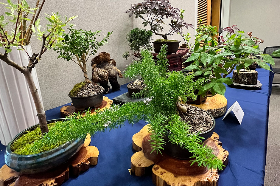 bonsai
