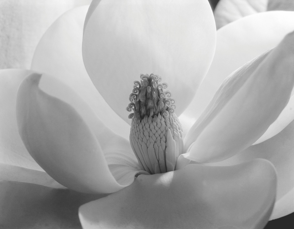 black and white closeup image of a magnolia flower