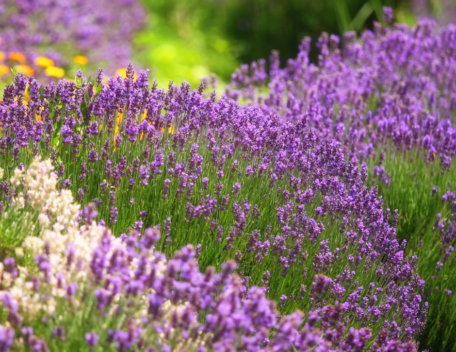 Garden with purple flowers