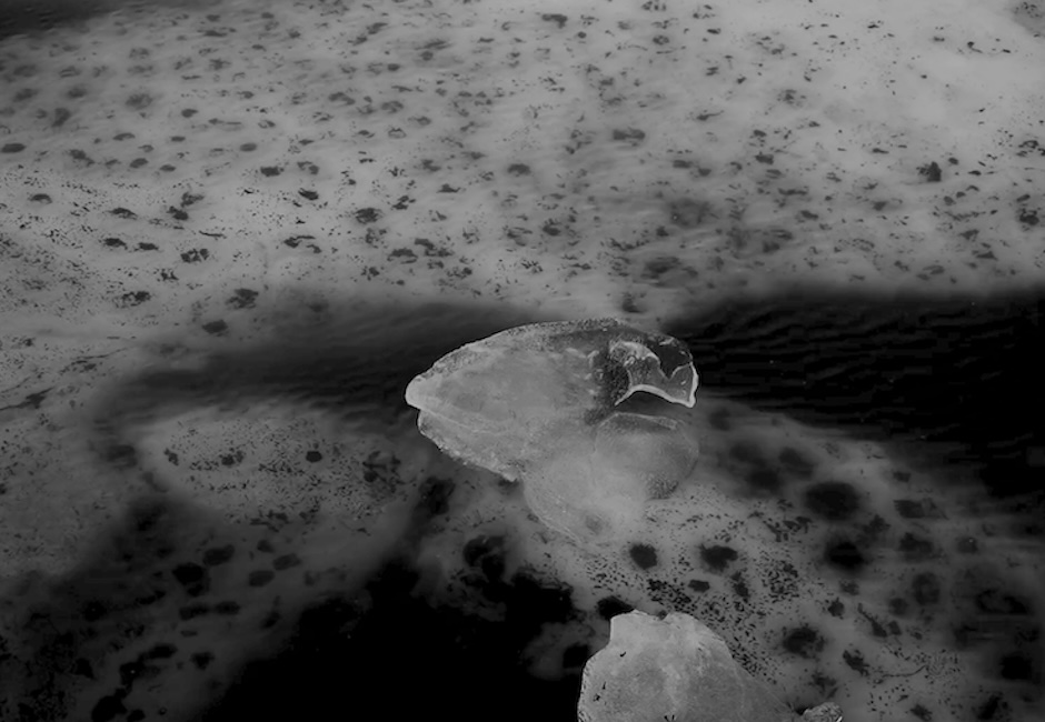 close up plant black and white image still from video