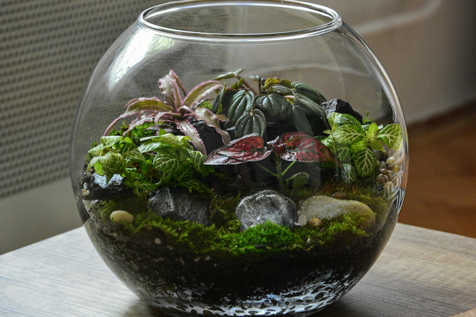 Terrarium