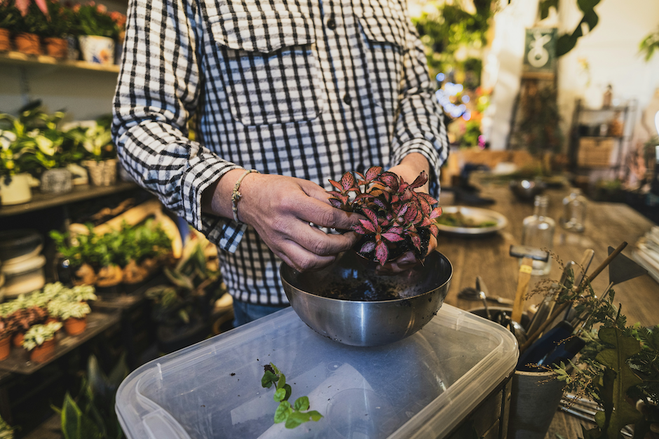 plants in hand