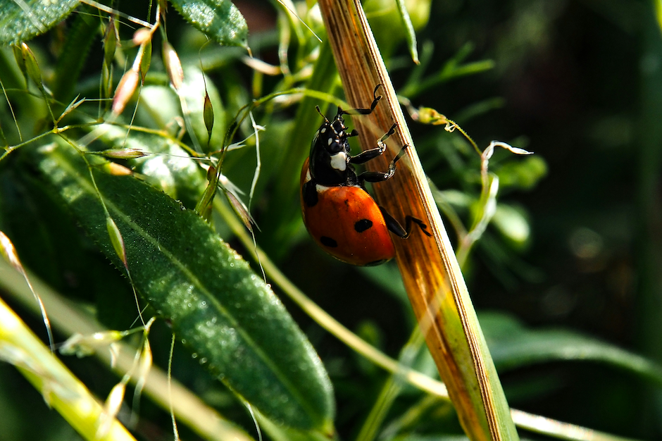 lady bug on leaf