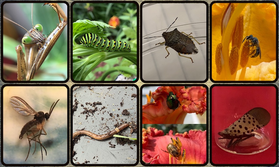 good and bad bugs