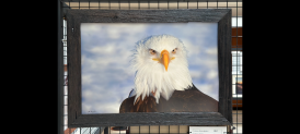 PHOTOGRAPHY #412 - Feathers of Valor by Andrew Spiridigloizzi